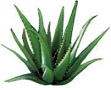 aloevera